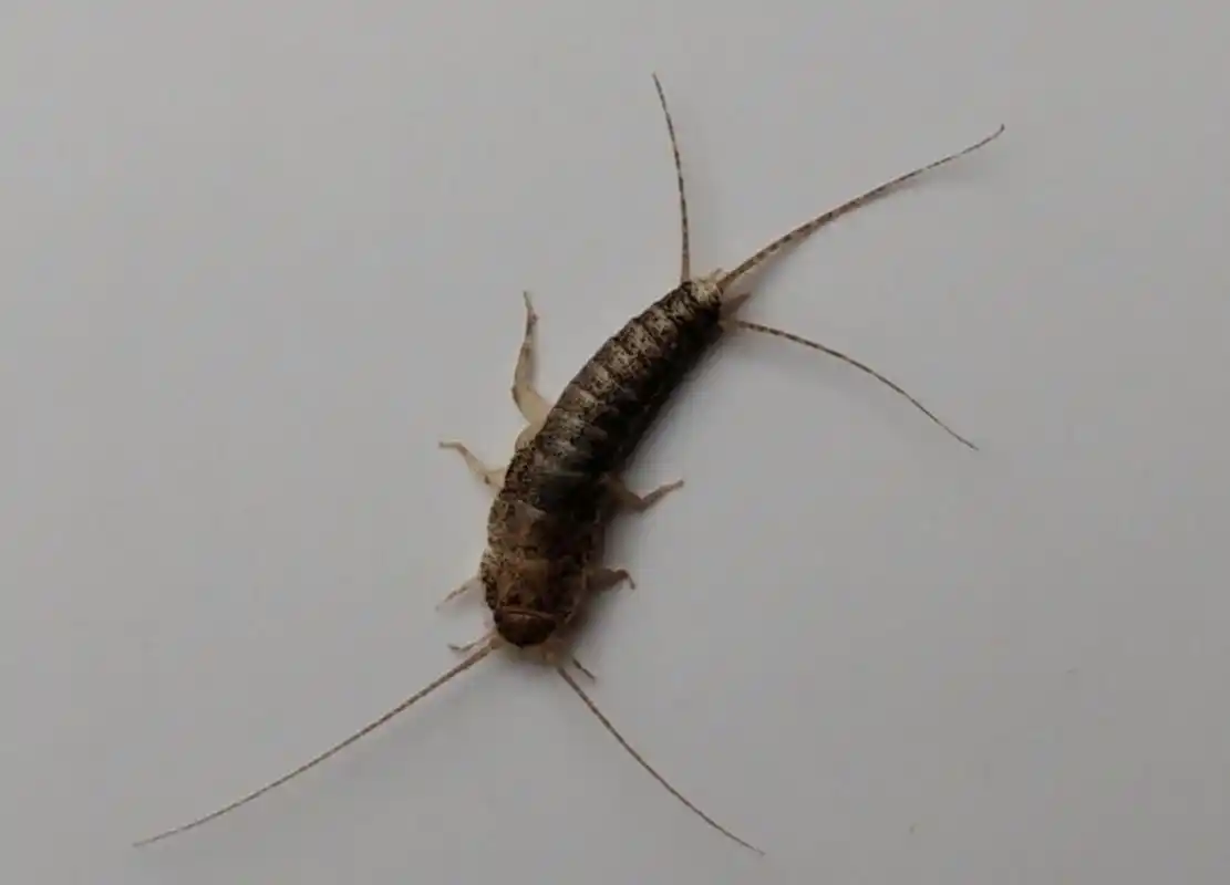 家里有衣鱼虫怎么才能自然消失 衣鱼虫在家里出现,如果没有用药去消灭