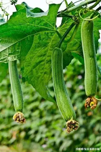 农村墙院上的丝瓜,你吃过吗?