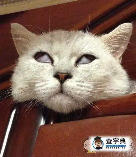 笑话 搞笑图片 把白眼翻出了新高度查看全部 [       [       推荐