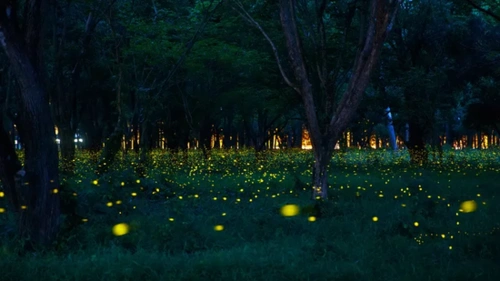 很少有虫子能够像萤火虫一样带给人无限的遐想.夏天的晚上闪