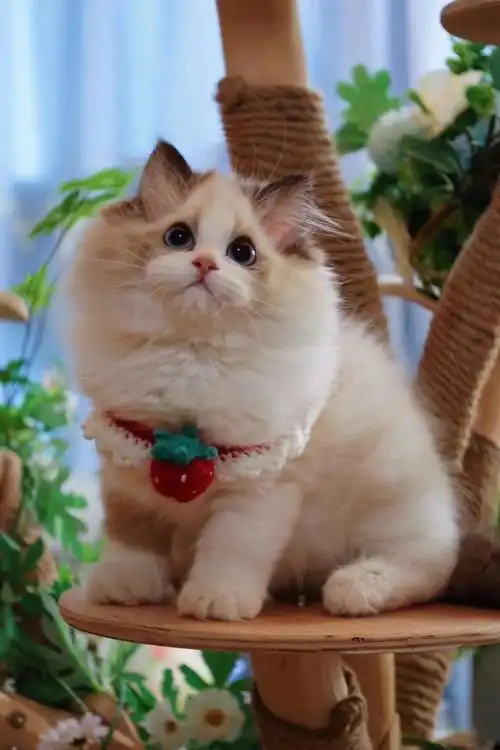 英短蓝白蓝猫折耳布偶猫矮脚美短金银渐层猫咪活物小猫幼猫宠物猫