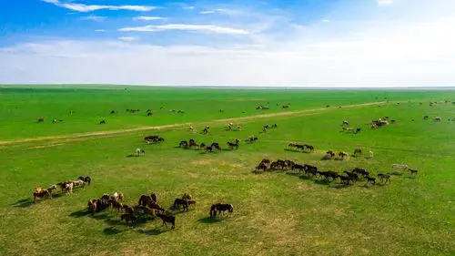 视觉牛羊好似珍珠撒
