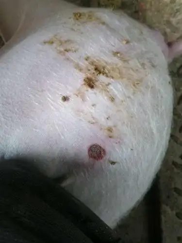 育肥猪身上有皮溃烂