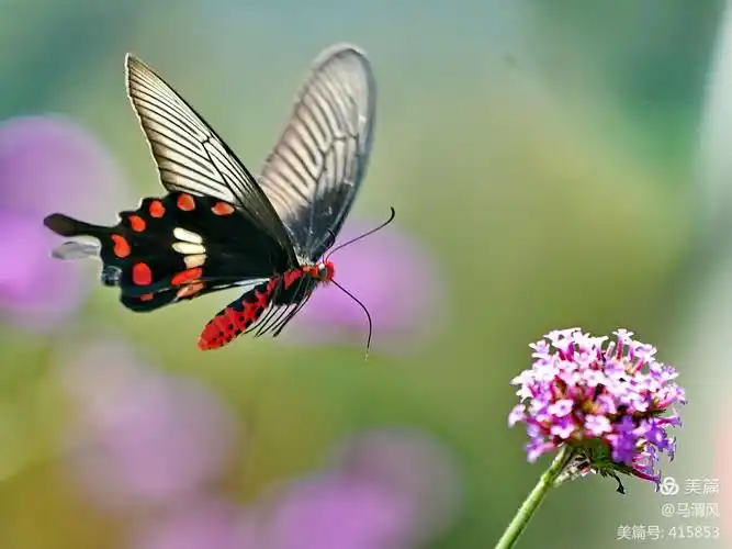 多姿多彩的红珠凤蝶 - 美篇