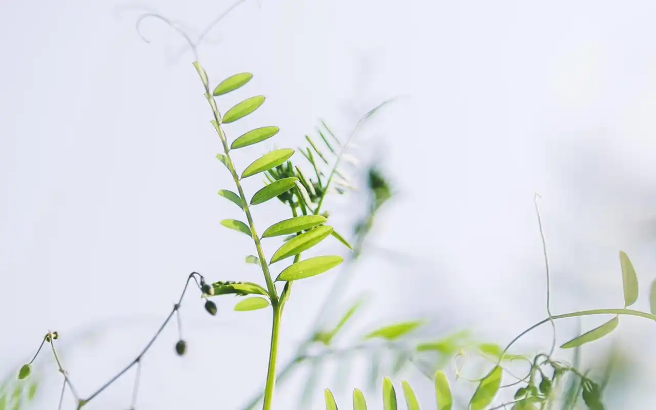 清新护眼绿色植物高清电脑壁纸