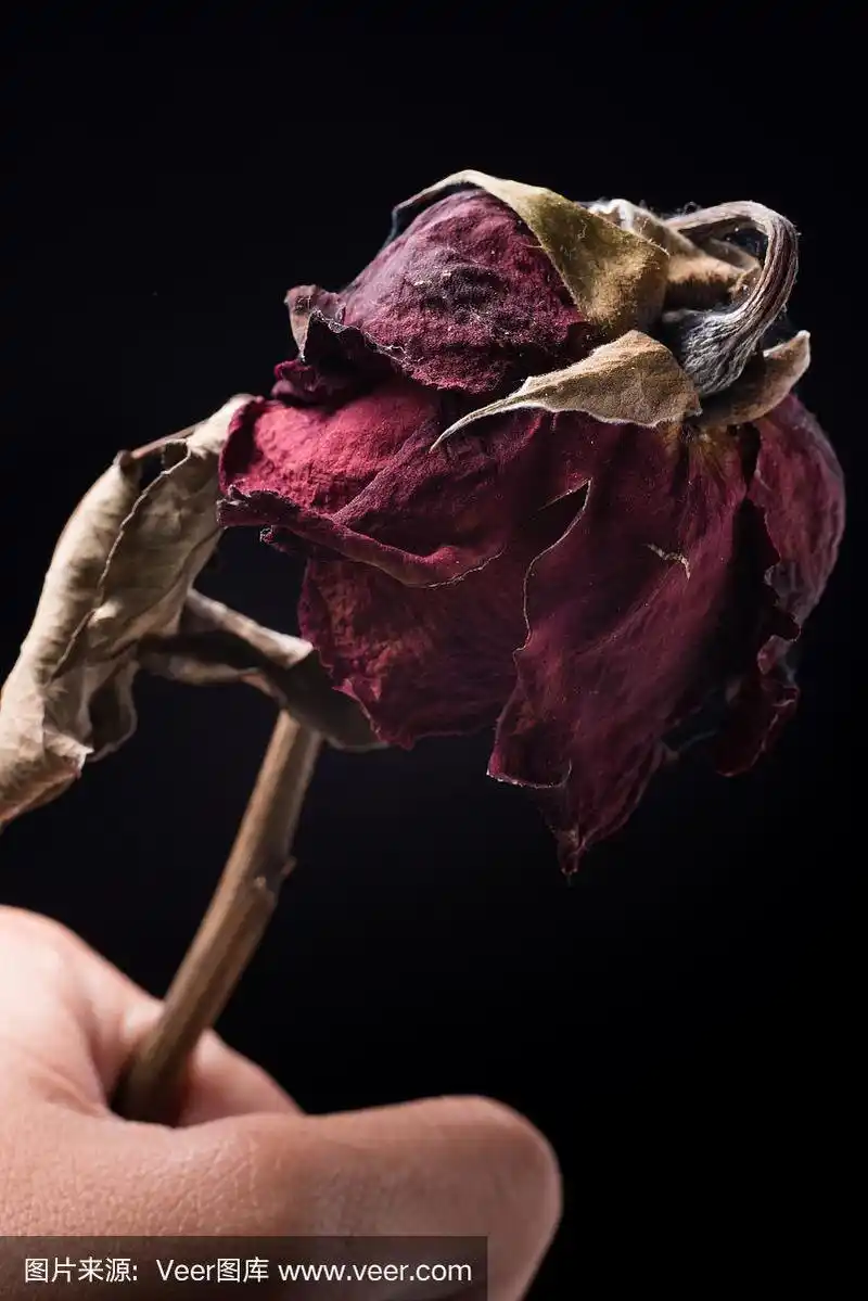 在黑色上孤立的枯萎玫瑰