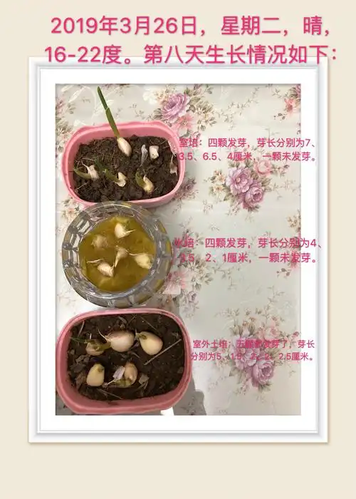 徐嘉颖的大蒜栽培观察日记