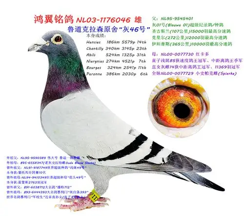 鲁道克拉森原舍"灰46号"