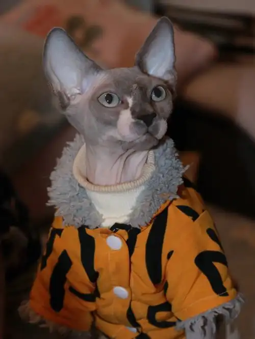 21疫苗:三针齐全驱虫:已做#斯芬克斯无毛猫  #司芬克斯无毛猫  #无毛