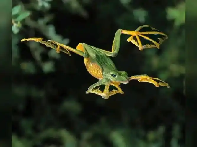 黑蹼树蛙,刚有货