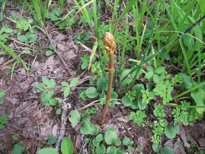 野生天麻的功效与作用及吃法