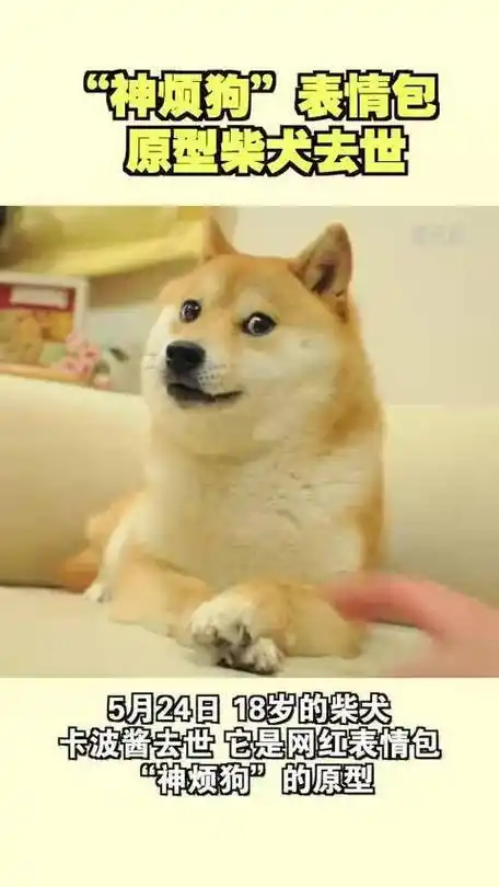 谢谢它给世界带来过快乐!"神烦狗"表情包原型柴犬去世