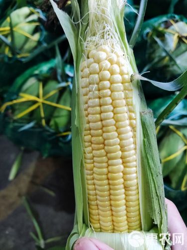 太阳花纯黄甜玉米,产地直发,叶绿皮叶紧