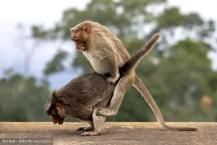 牛副局长的猴王梦