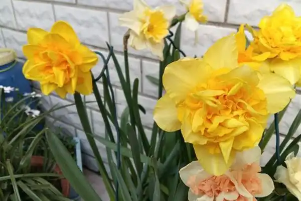 洋水仙也叫做黄水仙,开花美丽.那么,你知道这洋水仙的花语和传说吗?