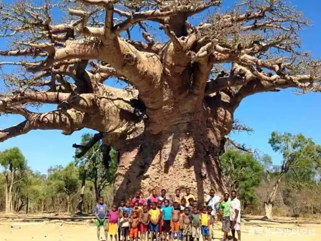 为何猴面包树被非洲人奉为"生命之树"?科学家:可别在中国种植