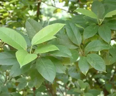 中药翻白叶的功效与作用及其翻白叶的图片