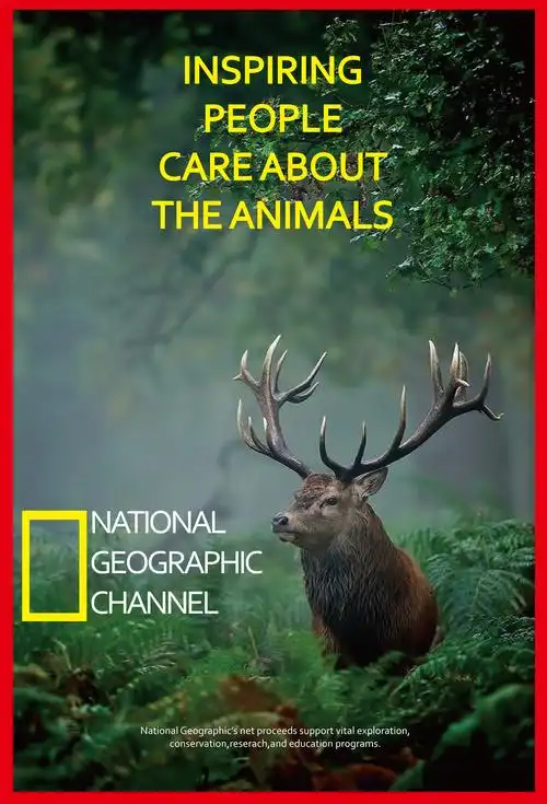 国家地理|平面|海报|scissorhands_原创作品-站酷zcool