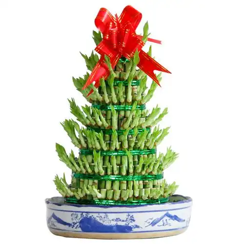 水培盆栽植物花卉绿植节节高竹塔荷花富贵竹室内绿植