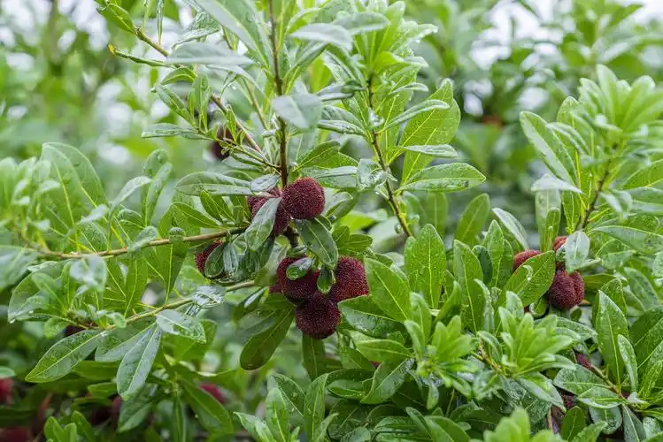 当下最新鲜的时令水果浙江杨梅之乡忙碌的一天这个月天天上演