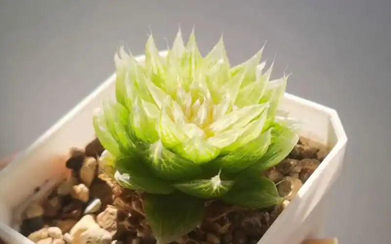 【光影系列】原始樱水晶玉露