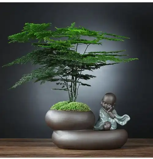 茶台摆件植物 茶台摆件大全黄杨盆栽室内好养易活文竹盆景绿植物花卉