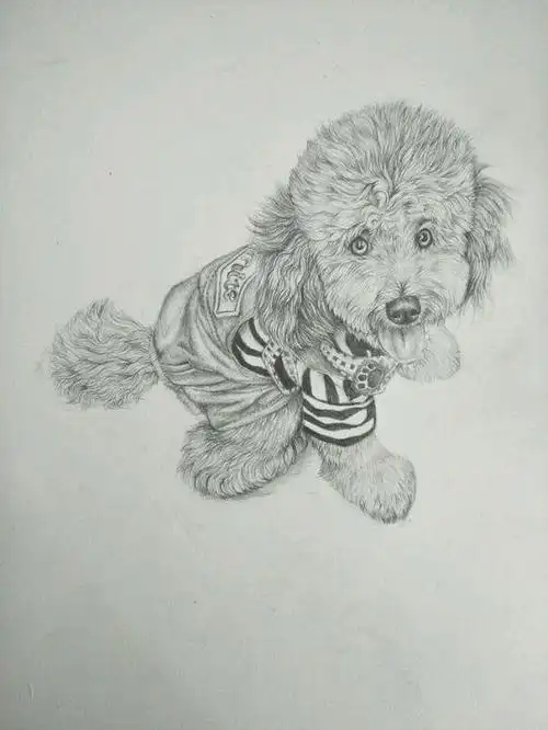 泰迪犬简笔画步骤教程白色泰迪狗头像简笔画98今日份的简笔画泰迪狗狗