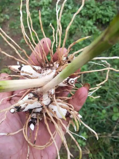 白芨喜温暖,阴湿的环境,如野生山谷林下处.