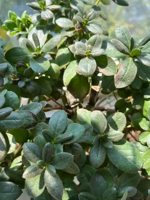 杜鹃花叶子变黑是怎么回事呢