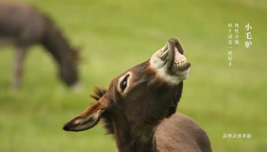 毛驴送花—花店标志设计