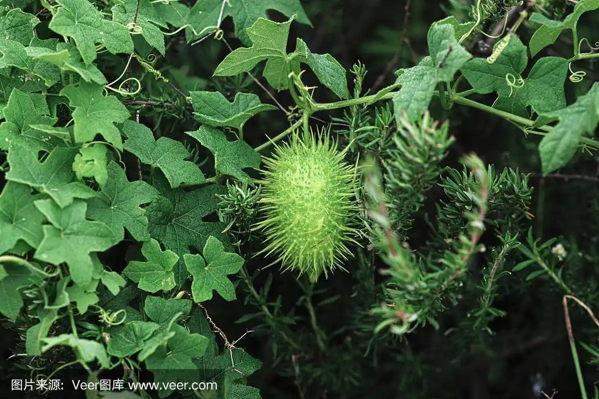 野生黄瓜