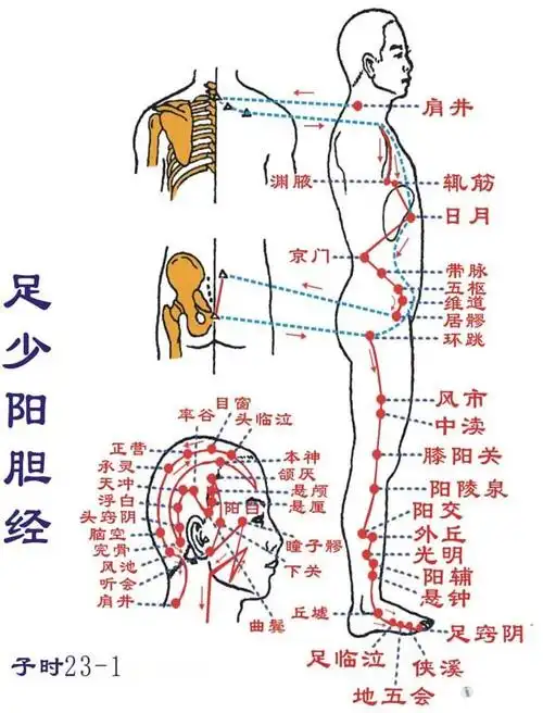 12经络走向详解希望对初学者有用