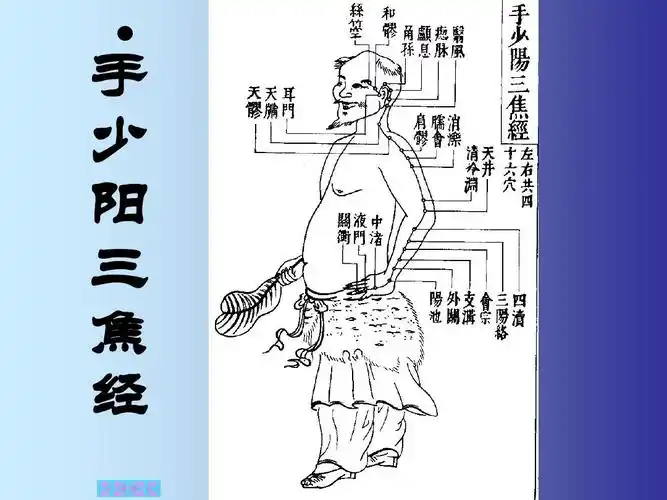 手少阳三焦经