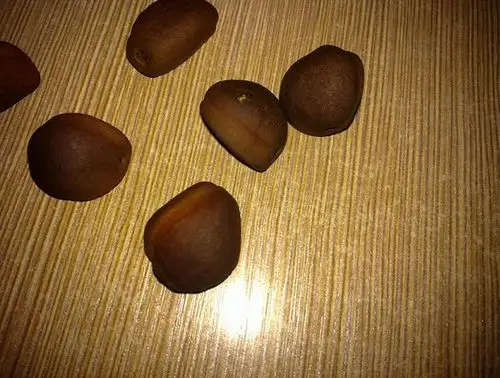 这是什么果实的核啊