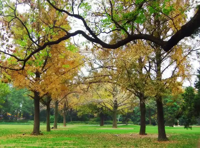 瘦西湖-游乐场旁的银杏树壁纸图片