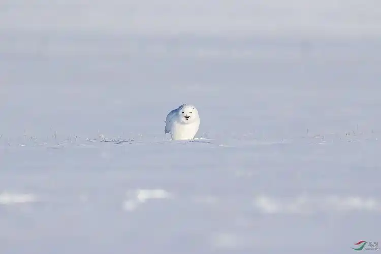 微笑的雪鸮