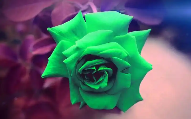 绿色,玫瑰,性质,花,木,爱,情人节,闪光,高清图片 - 壁纸酱