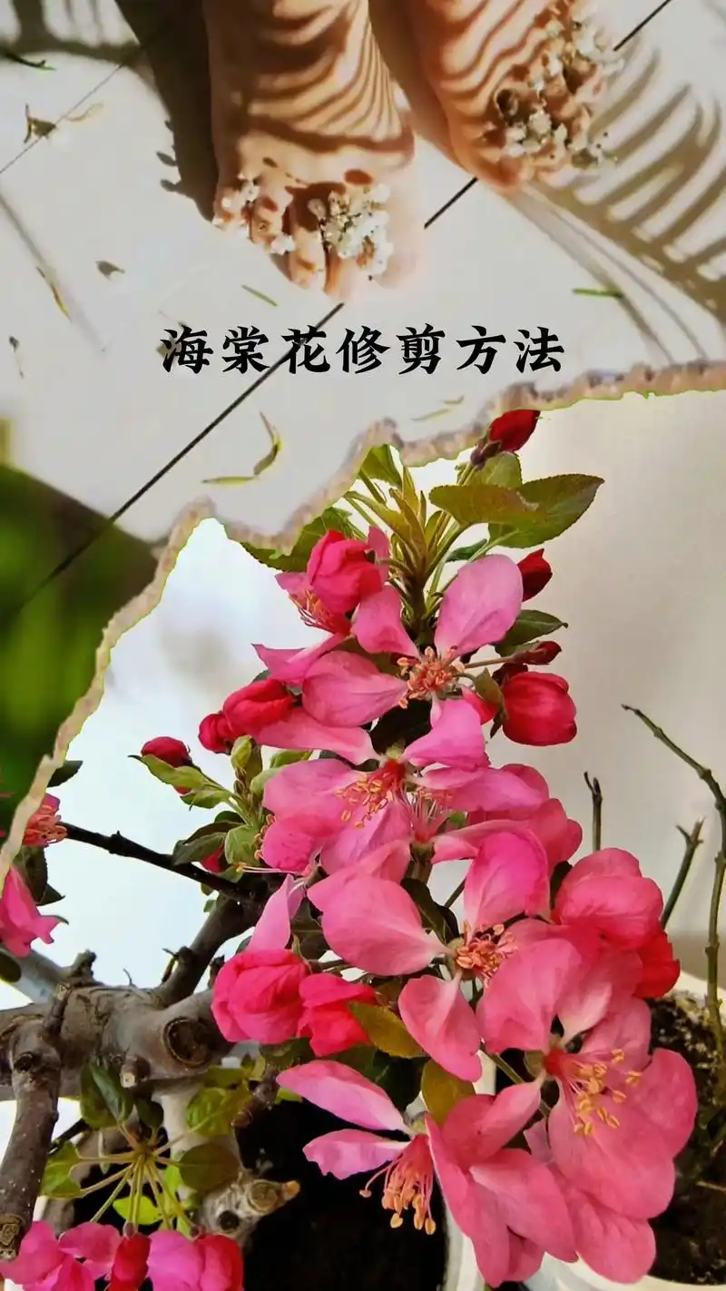 海棠花修剪时间和方法