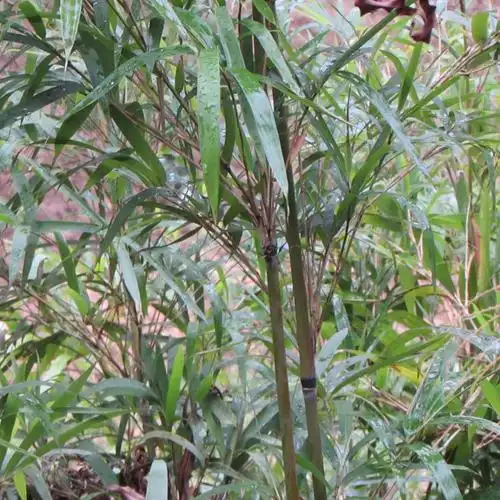 竹扫把 竹扫帚扫把 天然笤帚扫帚 大扫把 环卫扫把 小厘竹扫竹子 广西