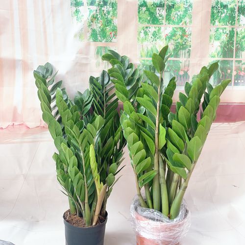 金钱树钱树盆栽植物室内客厅招财钱串子净化空气办公室绿植