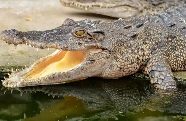 泰国鳄鱼为何会出现在深圳河流?