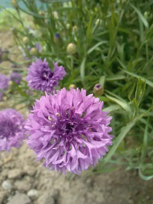 几禾花舍日签丨10月29日 幸福—矢车菊__凤凰网