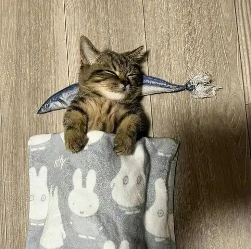 忍俊不禁30个令人捧腹的宠物搞笑秀无厘头的瞬间