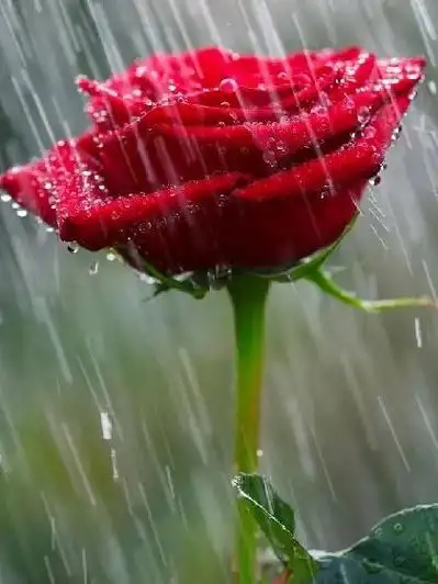 唯美雨天意境壁纸