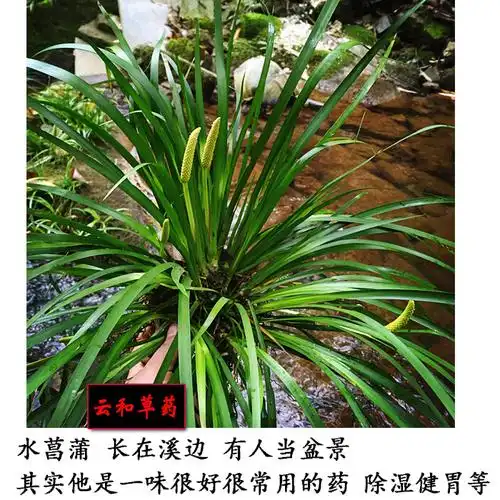 水菖蒲根 家菖蒲 臭蒲根 大叶菖蒲 土菖蒲 干品 野生500克包邮