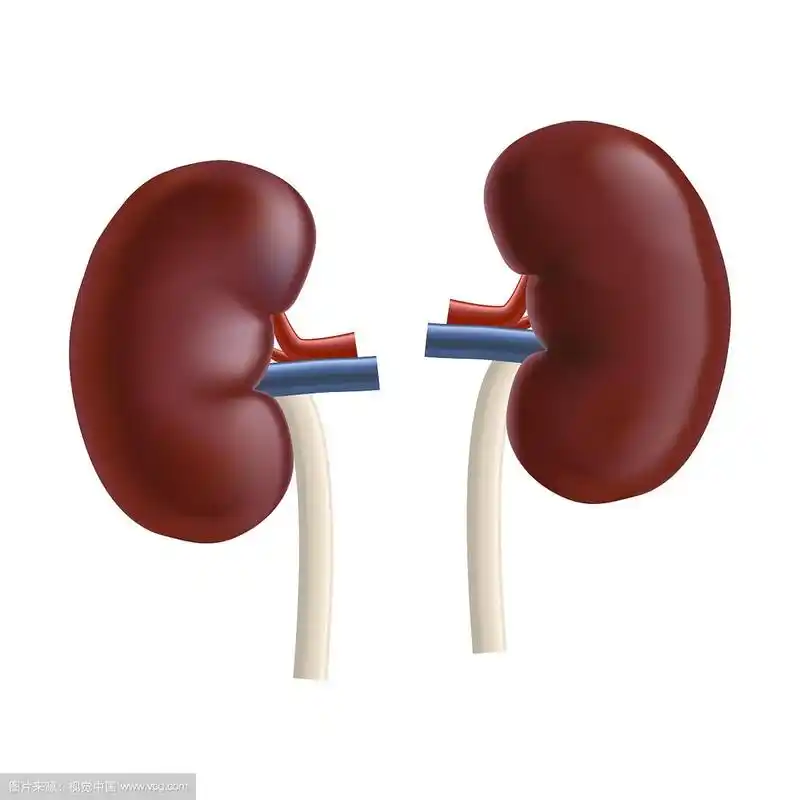 逼真详细的3d肾脏人体内部器官