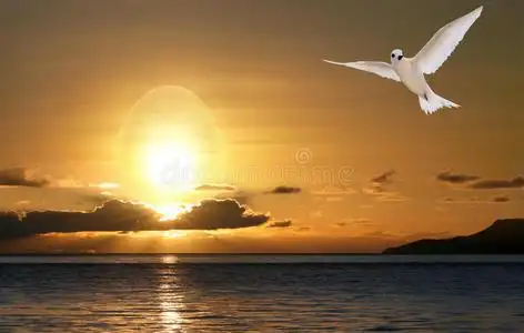 山斑鸠鸽子山谷,卡帕多奇亚,火鸡:美丽的风景和人名灰色和白色的鸽子