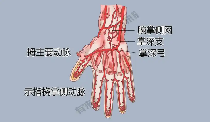 穿鱼际肌或沿其表面至手掌,分布于鱼际肌,并与尺动脉末端吻合成掌浅弓
