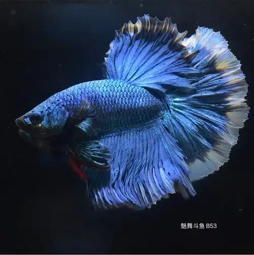 泰国斗鱼之半月拍摄