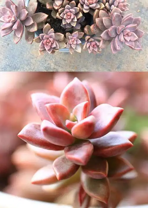 多肉植物绿植基地姬胧月盆栽花卉批发特大颗卧室阳台观赏盆栽精品姬